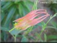 red columbine flower