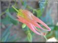 red columbine flower