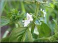 basil blossom flower