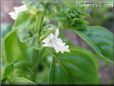 basil blossom flower