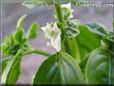 basil blossom flower