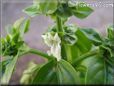 basil blossom flower