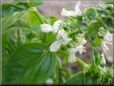 basil blossom flower
