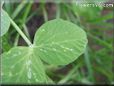 pea leaf