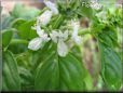 basil blossom flower