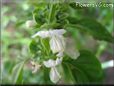 basil blossom flower