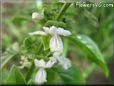 basil blossom flower pictures