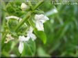 basil blossom flower