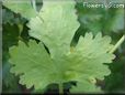 cilantro leaf pictures
