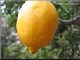 yellow lemon fruit
