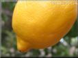 lemon