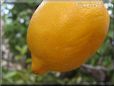 lemon fruit tree pictures