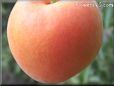 ripe orange apricot pictures