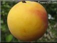  peach fruit