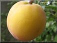 peach fruit