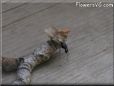 flying ants
