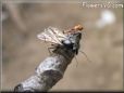 flying ants