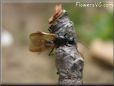flying ants