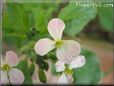 pink radish blossom