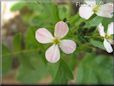 pink radish blossom