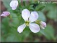 white radish flower blossom