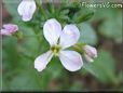 white radish flower blossom