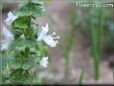 basil blossom flower