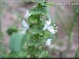 basil blossom flower