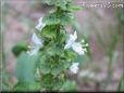 basil blossom flower