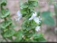basil blossom flower