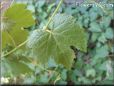 grape leaf