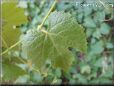 grape leaf