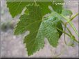 grape leaf