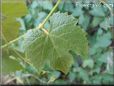 grape leaf