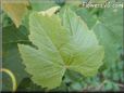 grape leaf