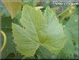 grape leaves  pictures