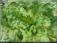 lettuce garden plant picture