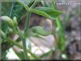 bean flower blossom