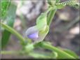 purple pink bean flower blossom