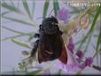 carpenter bee