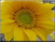 yellow sunflower