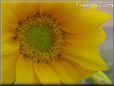 yellow sunflower