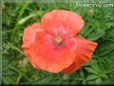 light red poppy flower  pictures