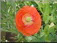 orange poppy flower