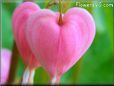 heart shaped bleeding heart flower pictures