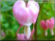 light pink bleedingheart flower pictures