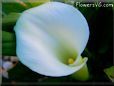 cala lily flower picture
