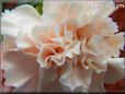 light peach carnation flower picture