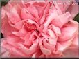 peach white carnation flower picture