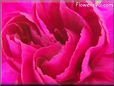 dark pink carnation flower picture